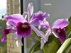 Laelia purpurata var. striata 
